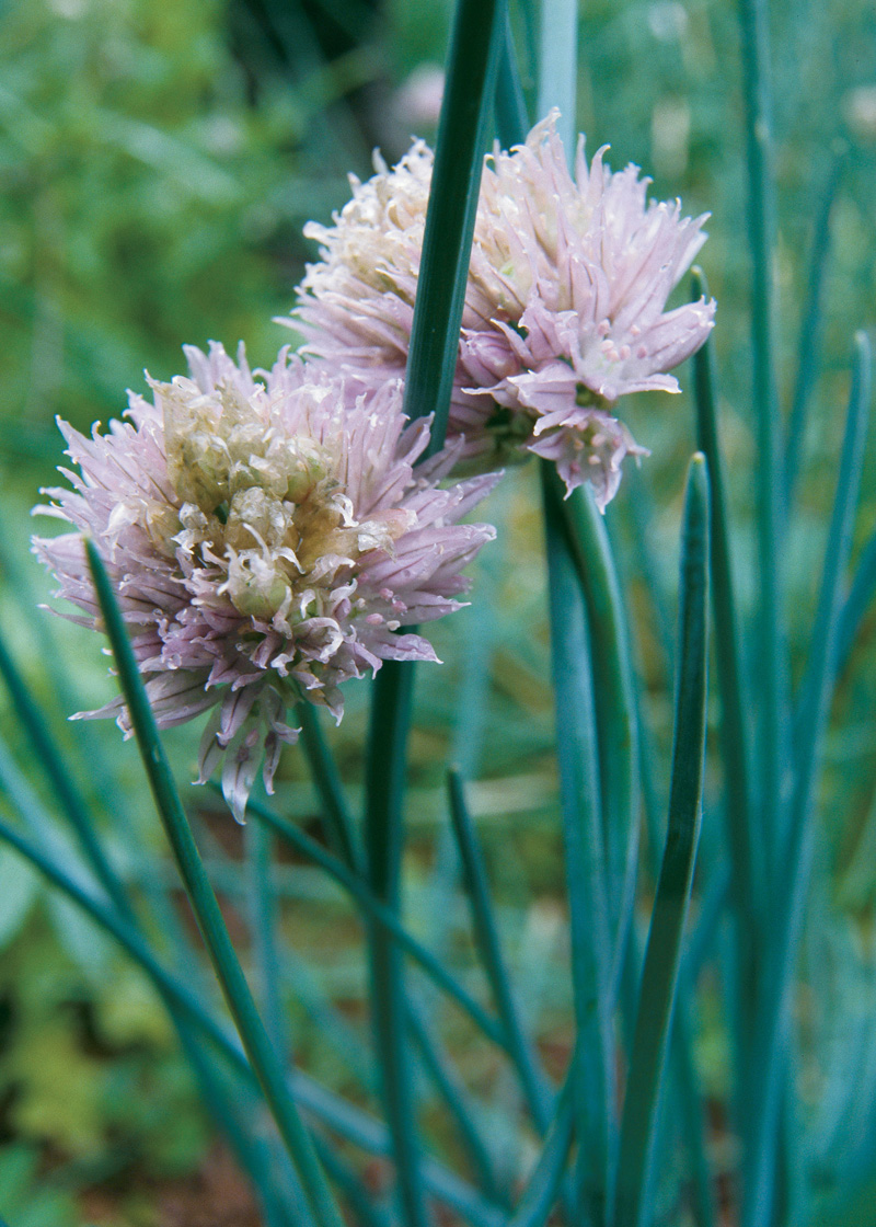 How to Grow Chives FineGardening