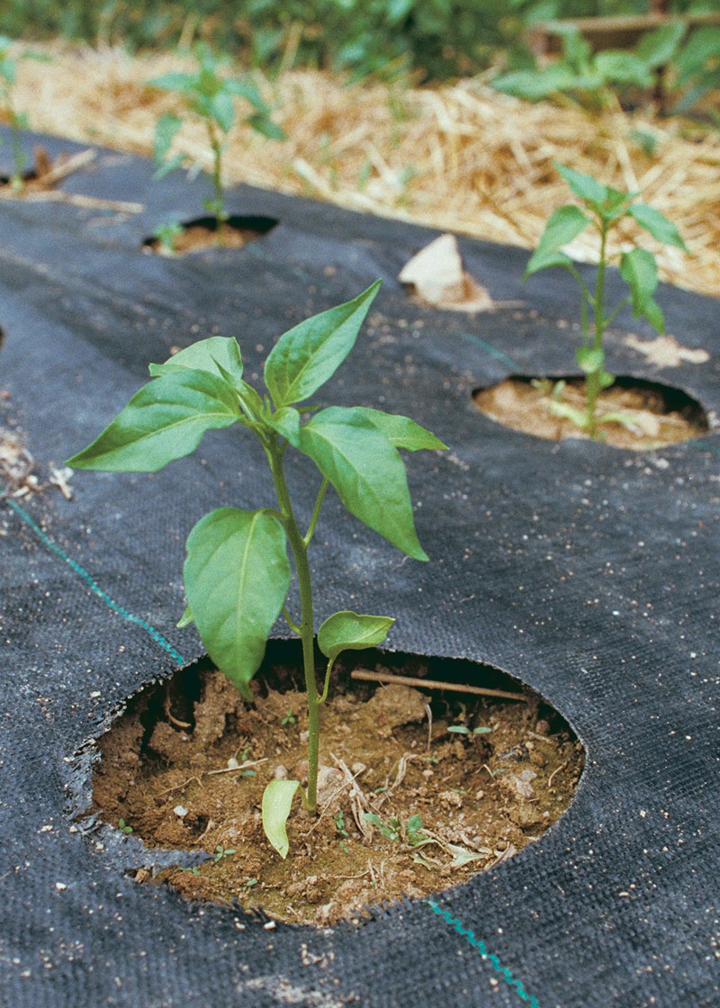 How to Grow Bell Peppers FineGardening