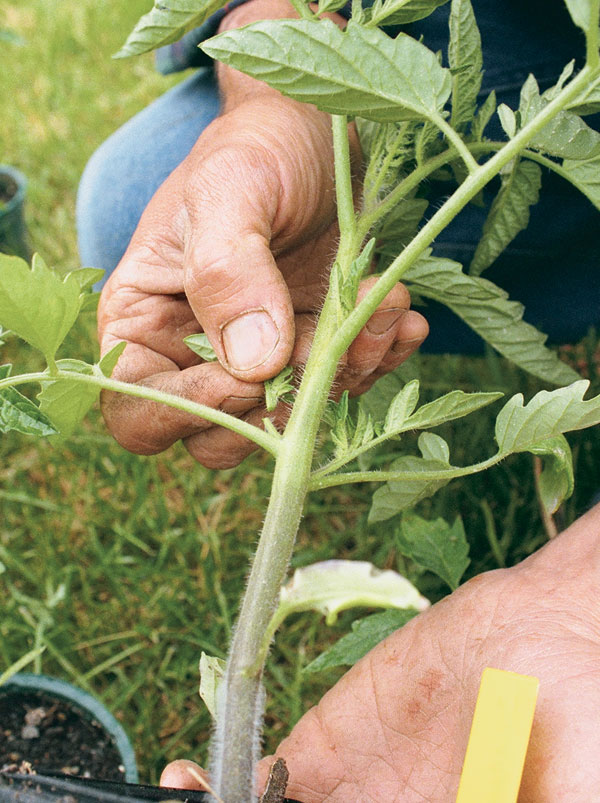 How To Use Trellis For Tomatoes Andie's Way Arched Tomato Trellis