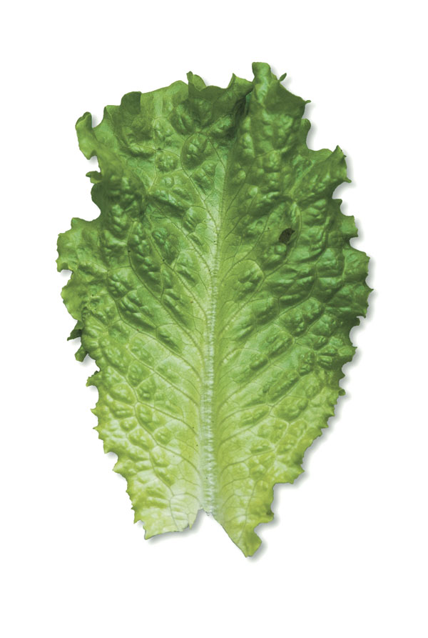 Cut-and-Come-Again Lettuce Sampler - FineGardening