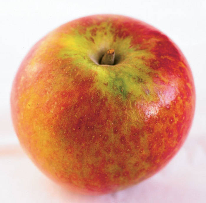 Antique Apples Varieties FineGardening