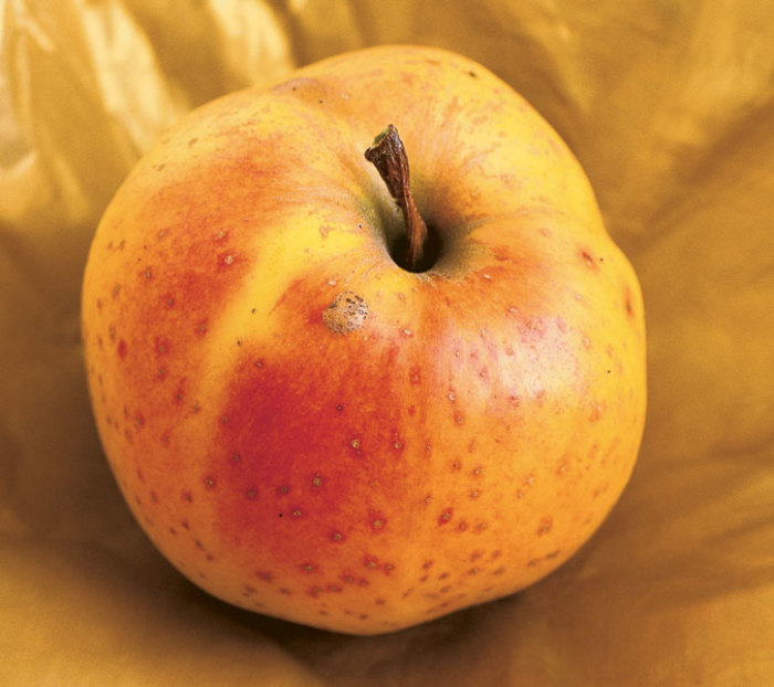 Antique Apples Varieties FineGardening