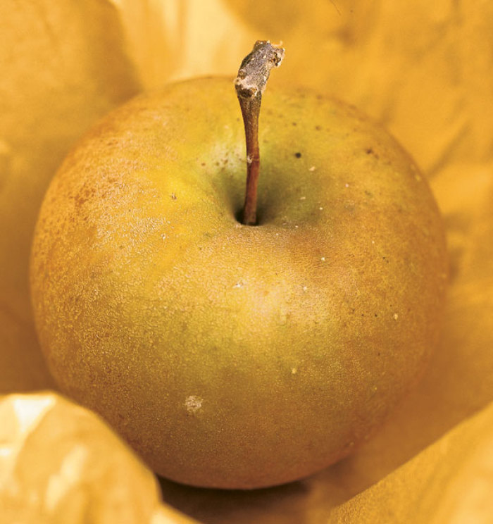 Antique Apples Varieties FineGardening