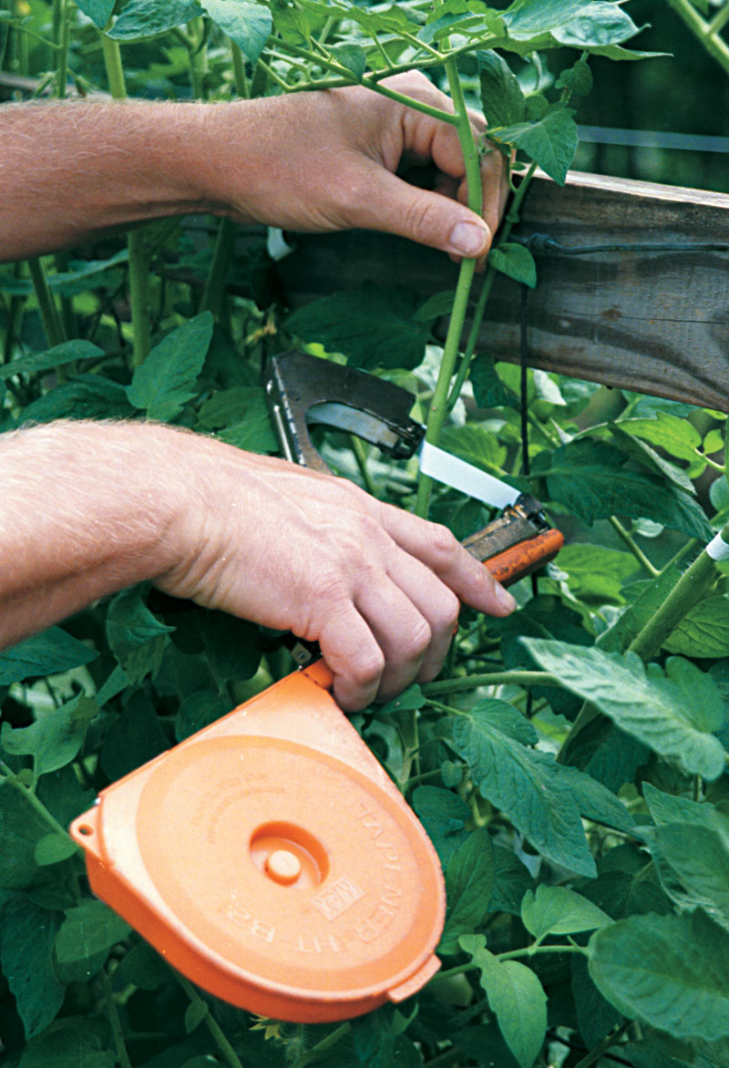 How to Grow Beefsteak Tomatoes FineGardening