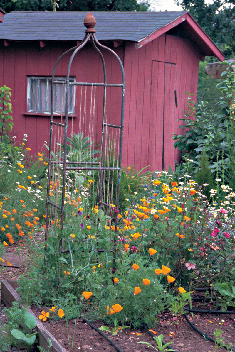How to Build a Kitchen Garden From Scratch - FineGardening