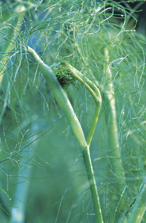 How to Grow Herb Fennel FineGardening