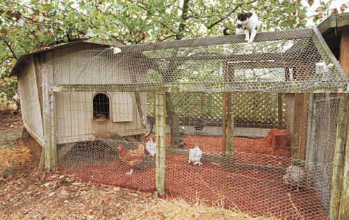 Raising Animals As Gardening Allies Finegardening