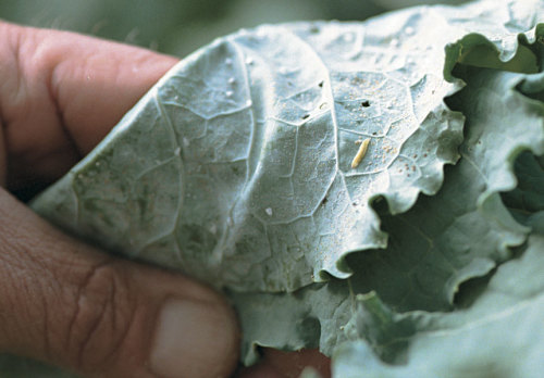 Attract Beneficial Insects to Your Garden - FineGardening