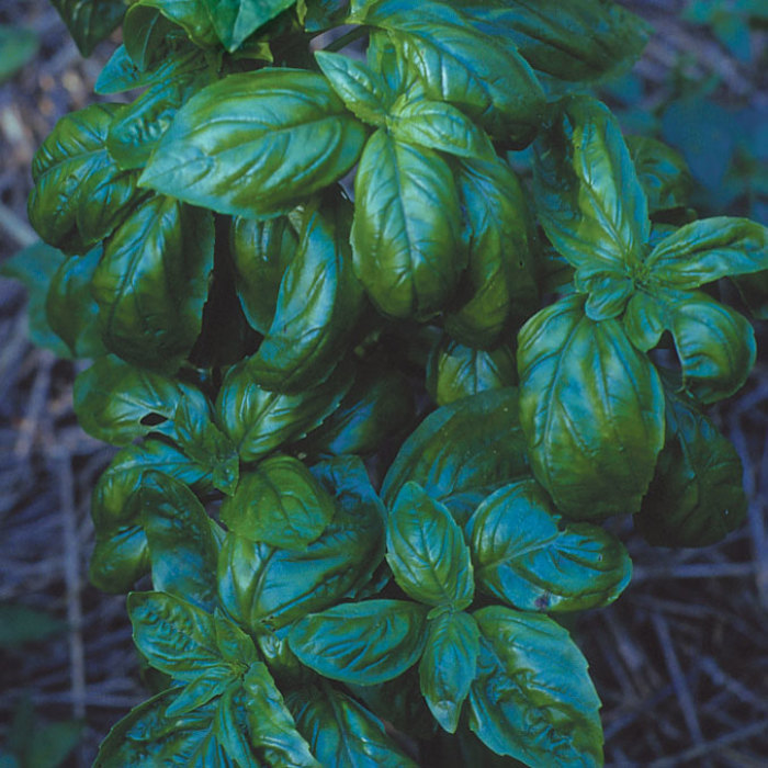 These Basil Varieties Shine in the Kitchen FineGardening