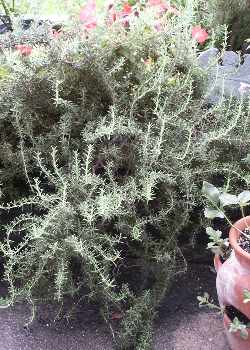 Rosemary A Robust Herb of Winter FineGardening