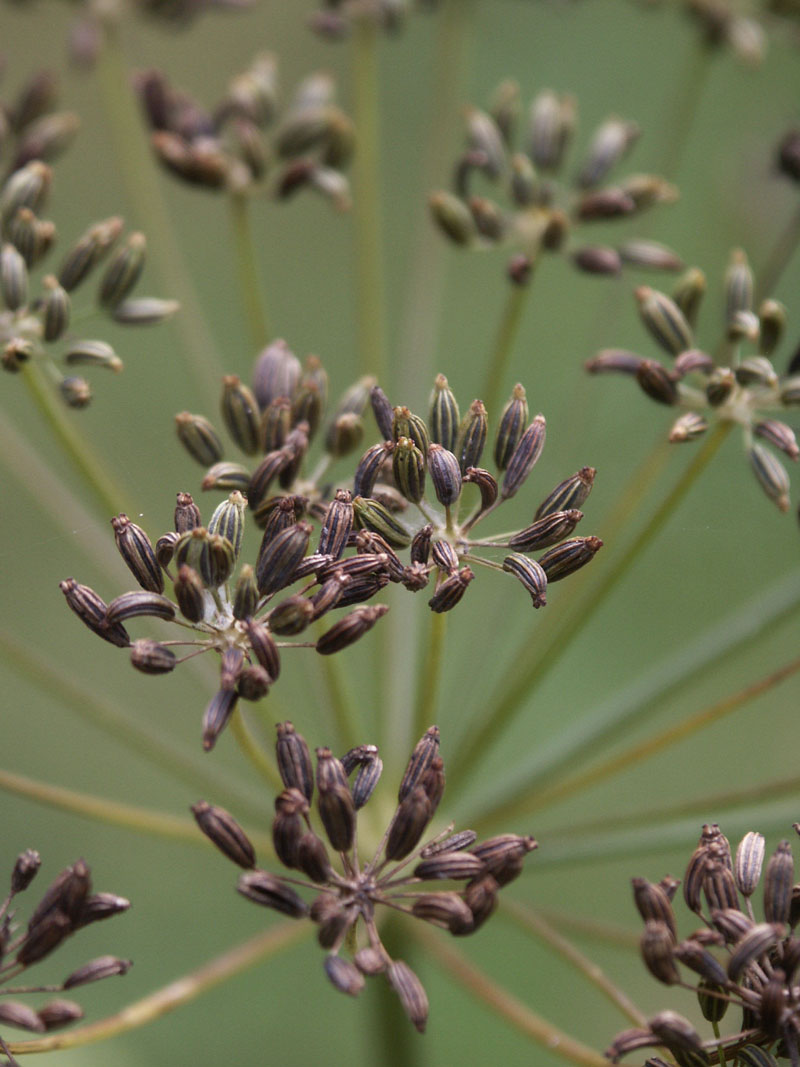 Plant Dill This Spring FineGardening