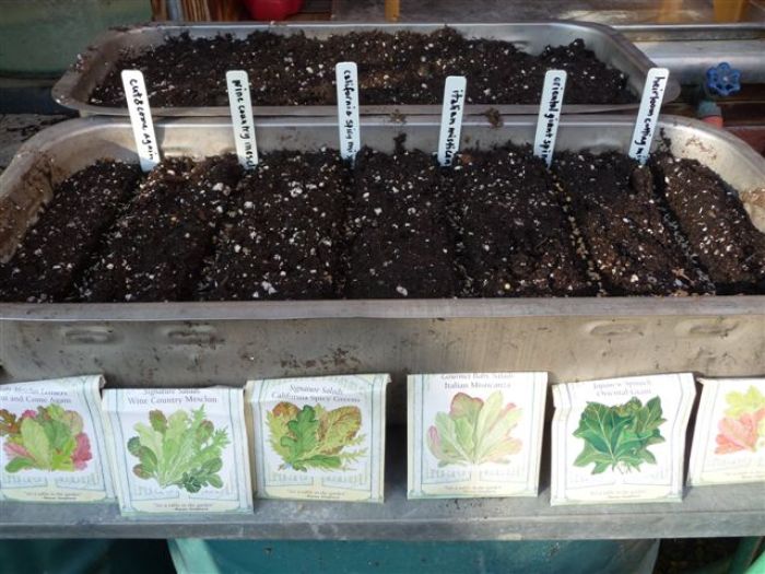 Sowing Seeds for Salad in Flats FineGardening