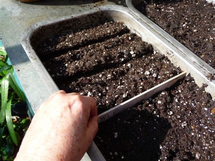 Sowing Seeds for Salad in Flats FineGardening