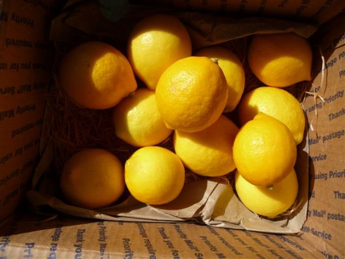 Sunny Lemons Brighten Winter Days In Many Ways Finegardening