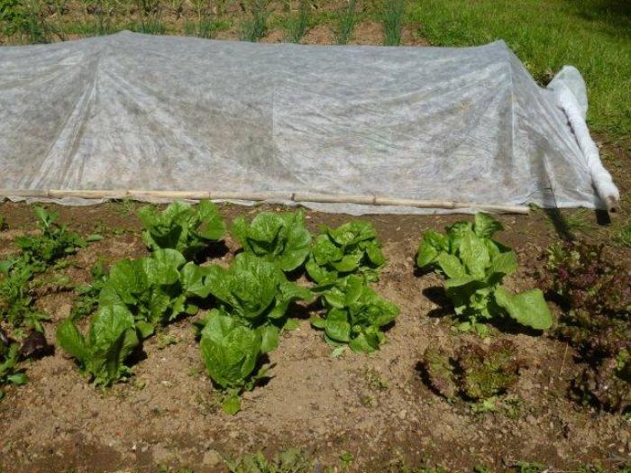 Floating Row Cover Finegardening