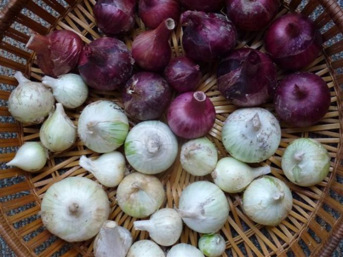 Bringing In The Alliums Finegardening