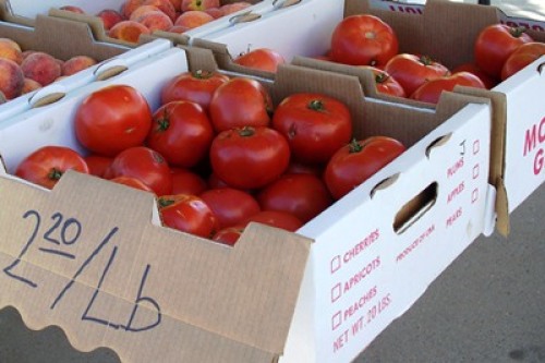 Snappy Tomato or Wasted Effort? The Answer Will Startle You