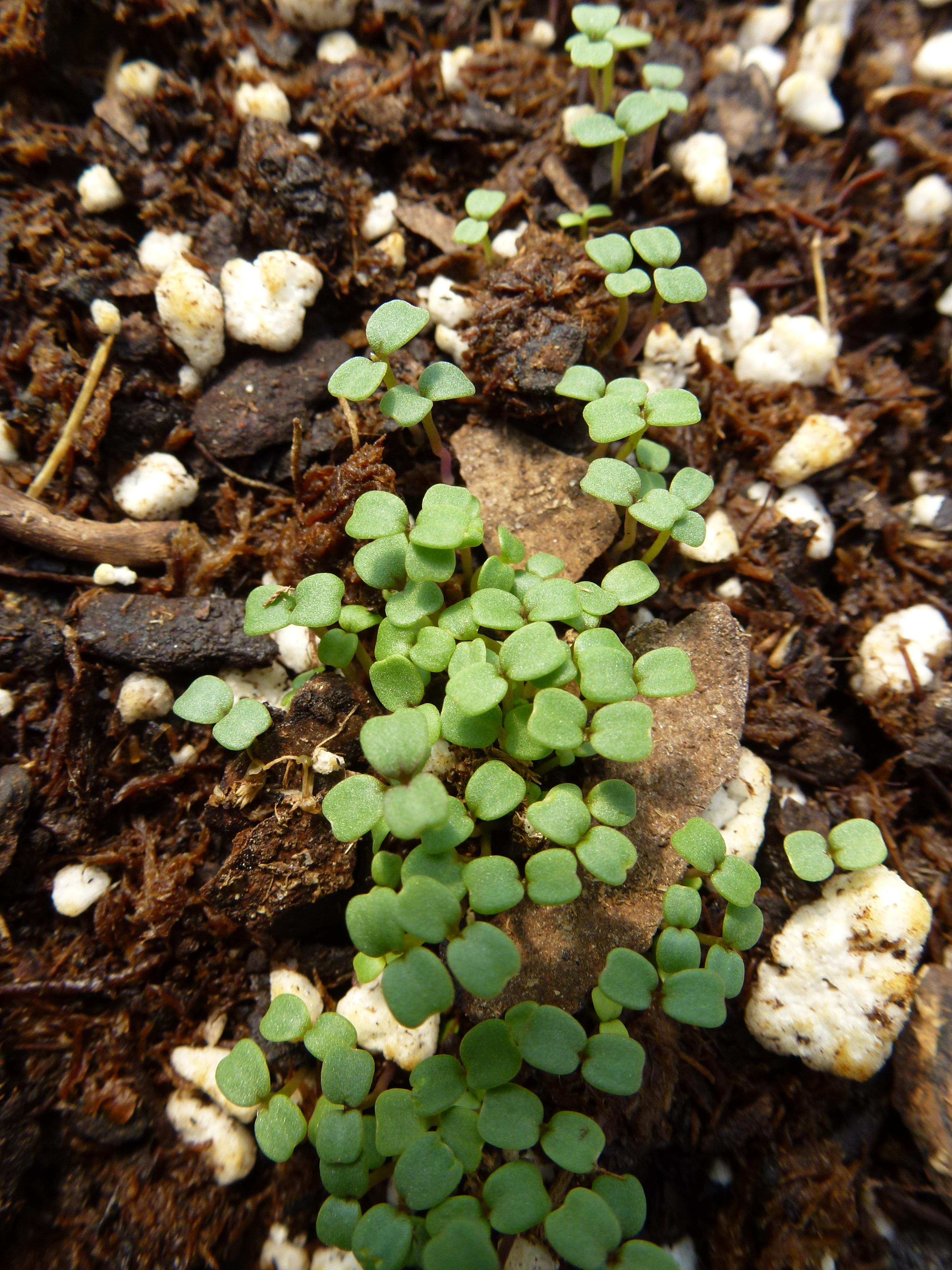 Sow Your Own Annual Herbs Finegardening