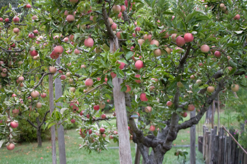 Planning A Brand New Home Orchard Finegardening