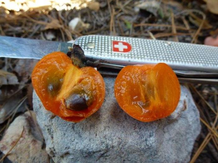 Persimmons FineGardening