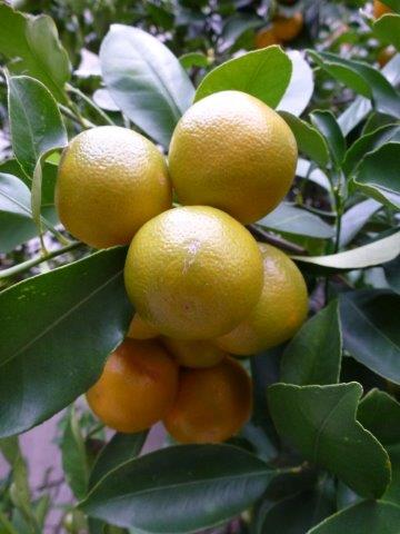 botanic finegardening belsinger