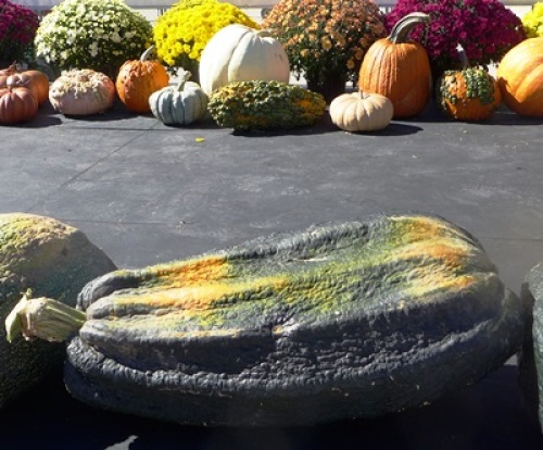 Giant Vegetable Marrows Squash the Competition - Fine Gardening