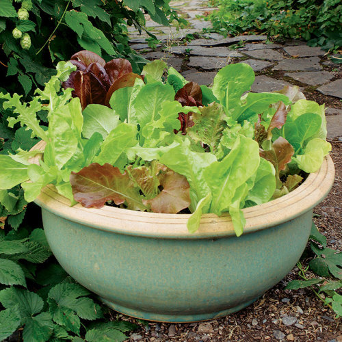 Growing Vegetables in Containers Fine Gardening