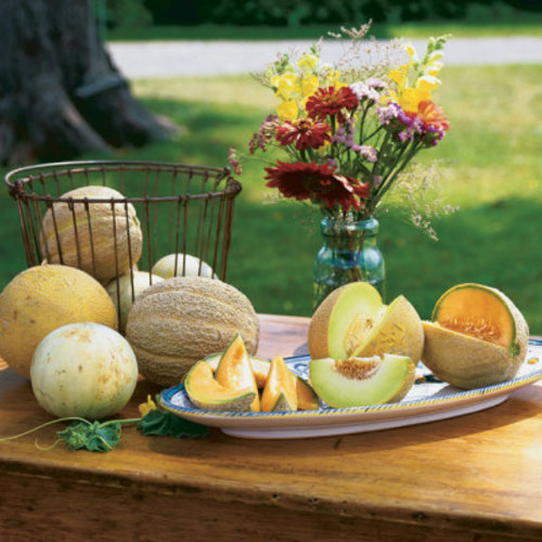 How to Grow Sweet, Tasty Muskmelons - Fine Gardening