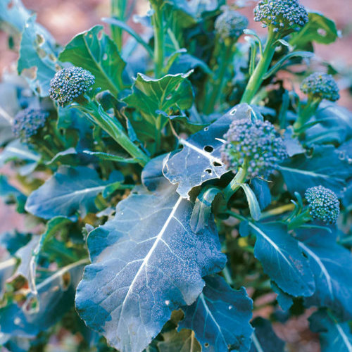 Broccoli Not Glamorous, but Very Productive Fine Gardening