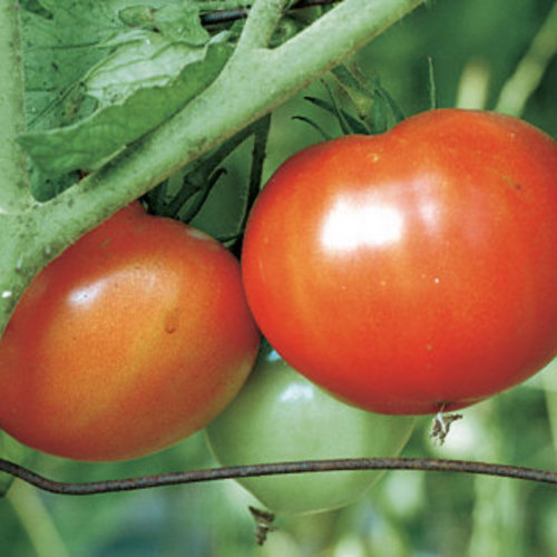 How to Grow Beefsteak Tomatoes FineGardening