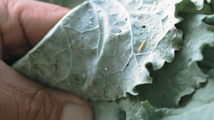 Releasing Beneficial Insects in Your Garden - FineGardening