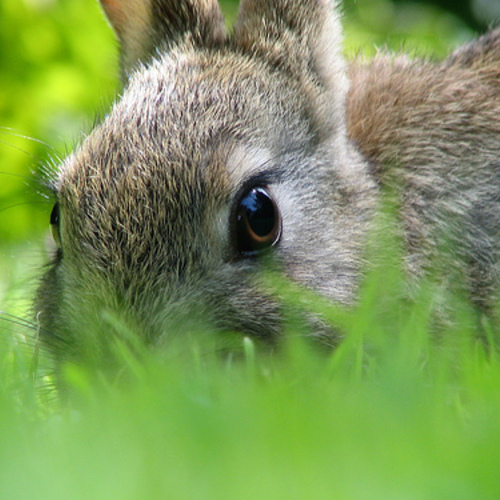 Top 20 how to collect rabbit manure in 2022 Gấu Đây