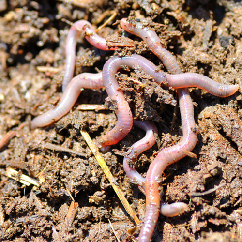 Let Worms Till Your Garden Beds Fine Gardening