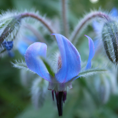 The 16 Most Popular Edible Flowers Fine Gardening