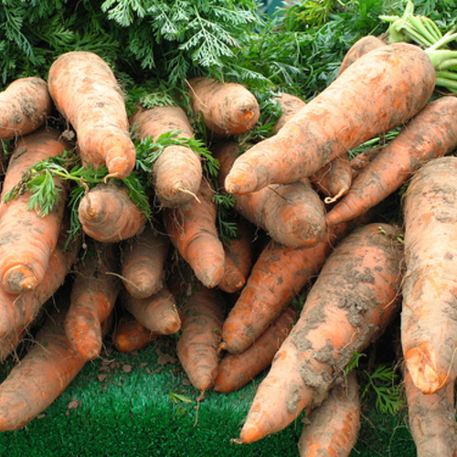 Storing Your Bountiful Harvest The Trash Can Root Cellar Fine Gardening
