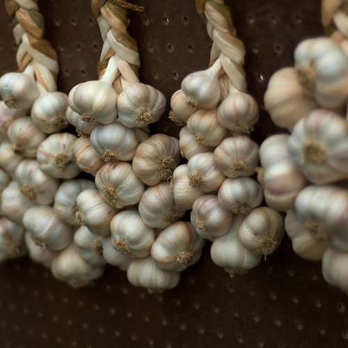 Garlic as an Herbal Medicine Fine Gardening