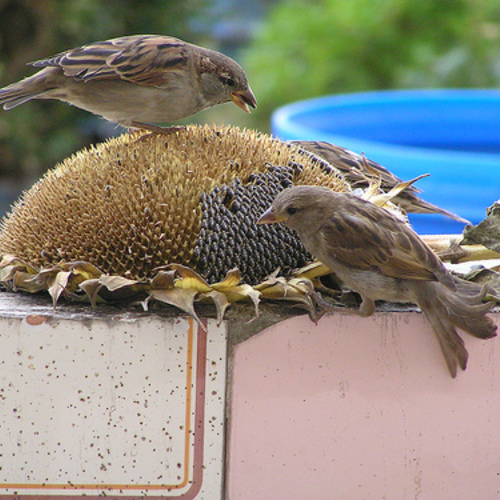 Kids Can Make Bird Feeders Out of Sunflower Heads Fine Gardening