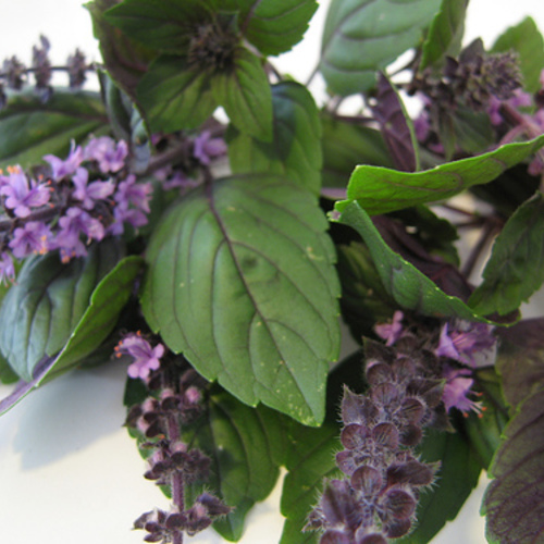 Tips and Tricks for Growing Basil - Fine Gardening