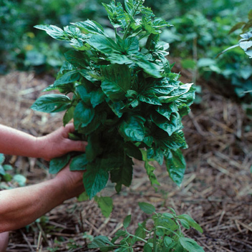 Growing Basil - FineGardening