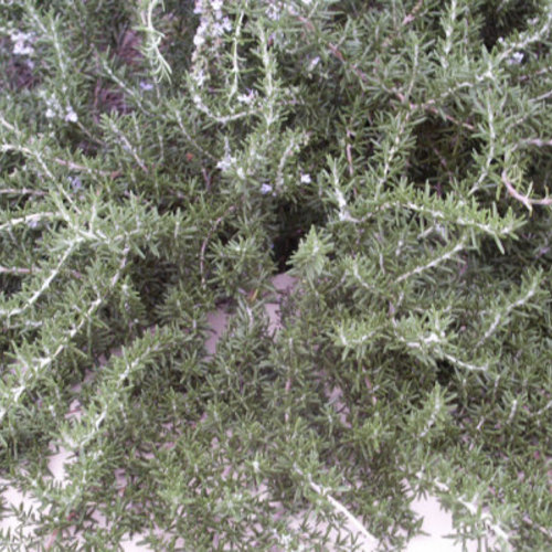 Rosemary Is a Robust Herb With Plenty of Flavor Fine Gardening