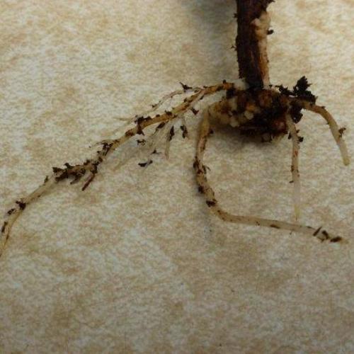 How to Make Root Cuttings Fine Gardening