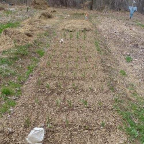 root cuttings FineGardening