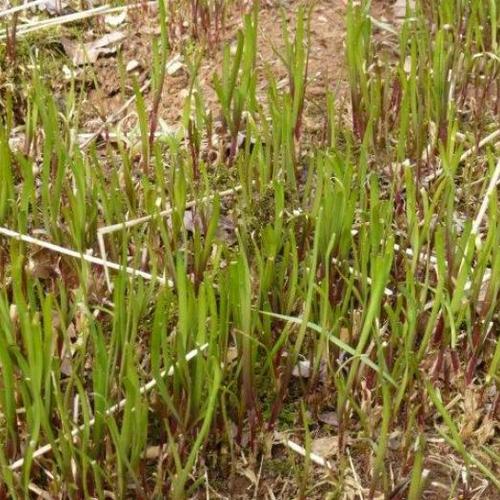 Chives in Spring - Fine Gardening