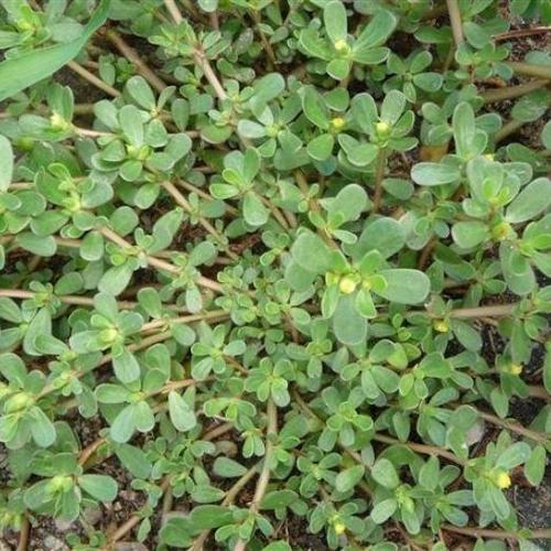 Purslane (Portulaca oleracea) - FineGardening