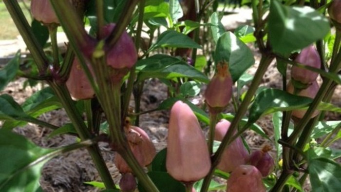 Hot Weather Help for Plants - Fine Gardening