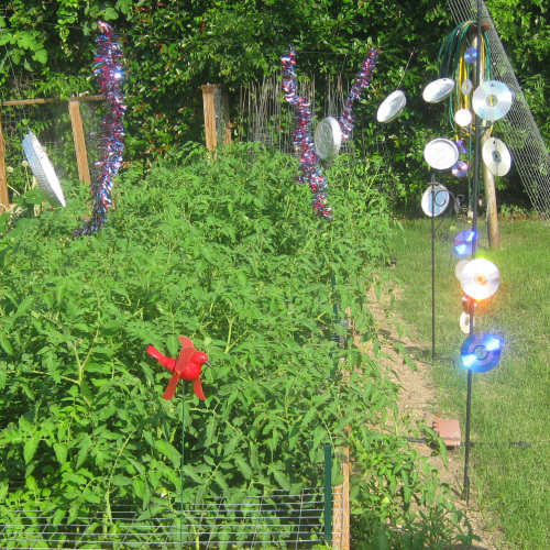 6 Ways to Protect Your Tomatoes From Birds Fine Gardening