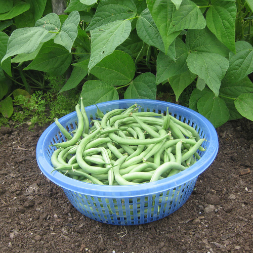 Bush Bean 'Blue Lake 274' - Fine Gardening