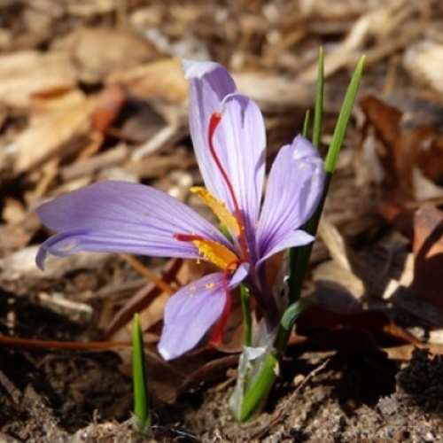 A Saffron Crocus Surprise - Fine Gardening