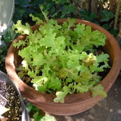 Planting Bolt Resistant Lettuce Fine Gardening