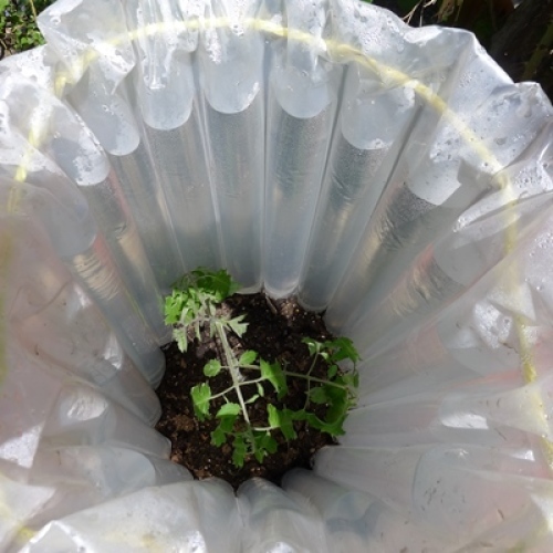5 Best Container Gardening Ideas from 2013 - Fine Gardening